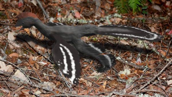The Evolution of Flight: From Dinosaurs to Modern Birds