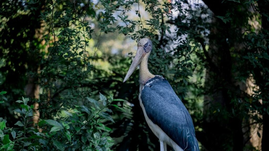 The Surprising Connection Between Dinosaurs and Modern Birds Explained