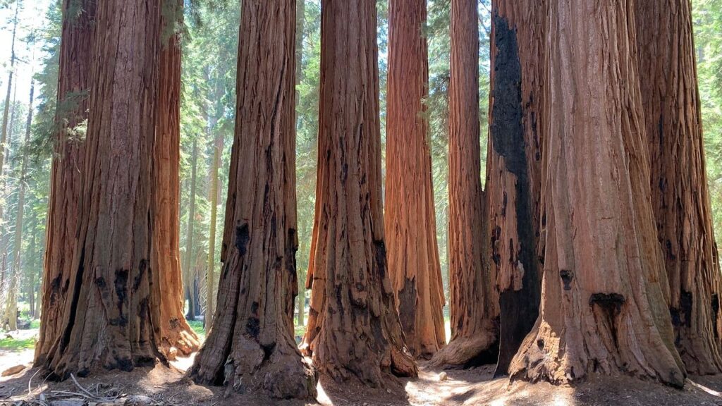 These 6 Zodiac Signs Possess the Enduring Wisdom of Ancient Redwood Forests