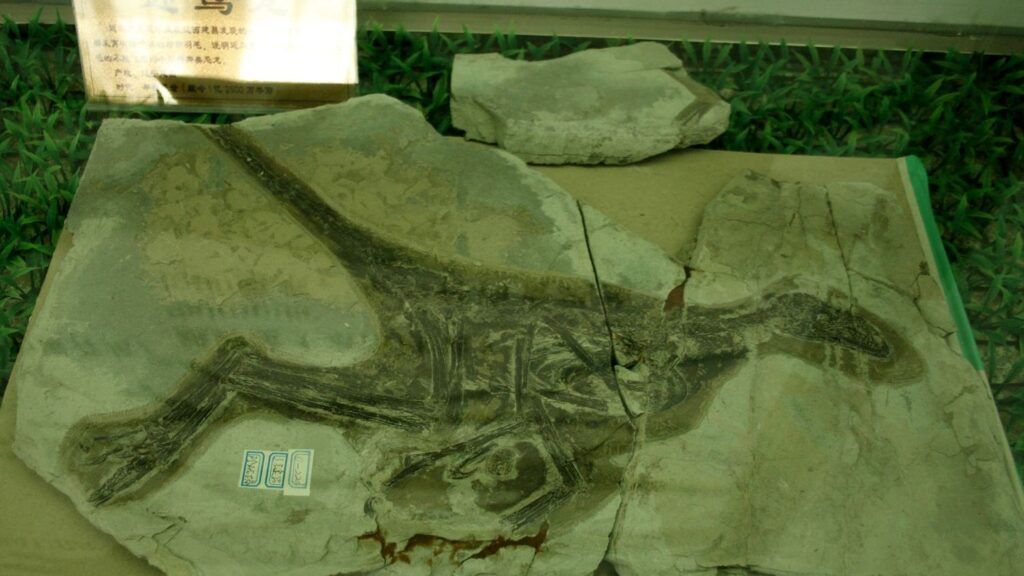 Paleontologists Discover 10 New Types of Feathered Dinosaurs