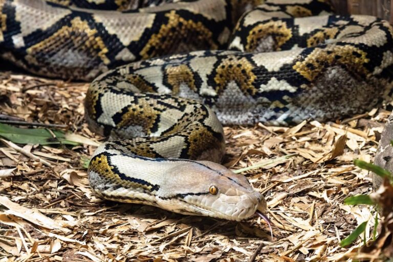 python for young coder: dino-coding: a prehistoric... Taiwan’s Prehistoric Secret: A Single Vertebra Reveals a 13-Foot Python ...