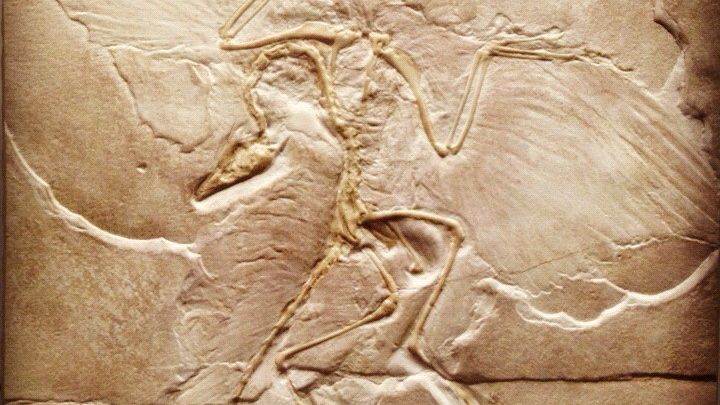 These 5 Zodiac Signs Navigate Life with the Precision of an Archaeopteryx