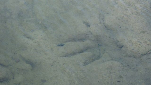 Dinosaur Footprints in Texas Reveal a Hidden Prehistoric Highway