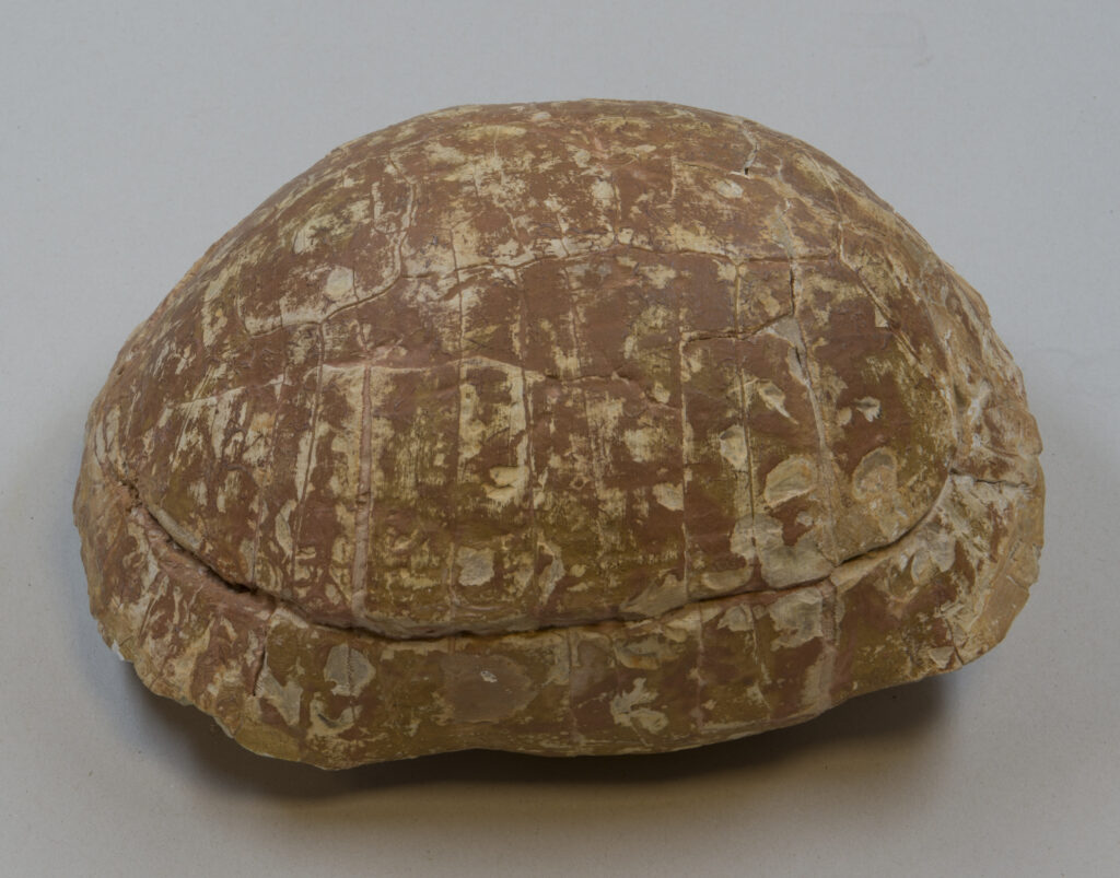 An 11-year-old boy found a 48-million-year-old turtle fossil