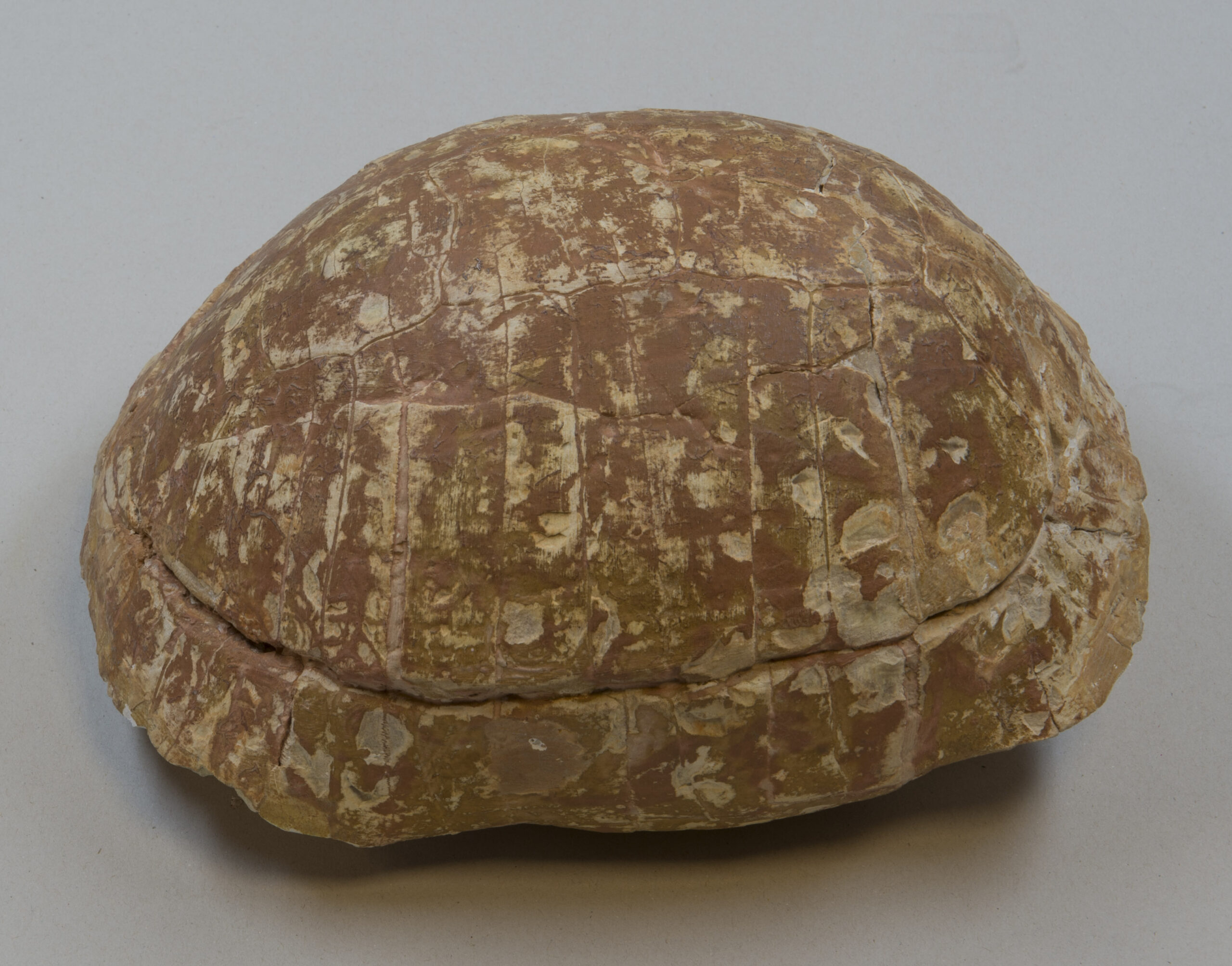 An 11-year-old boy found a 48-million-year-old turtle fossil