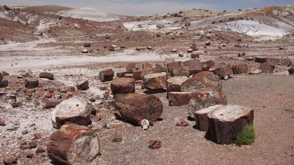 Unearthing the Secrets: What Lies Beneath the Petrified Forest National Park?