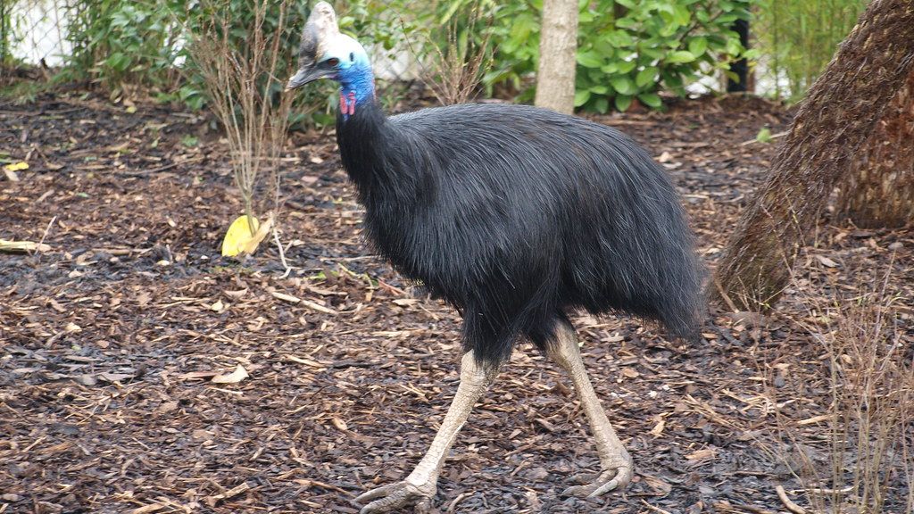 New Genetic Studies Link Modern Birds Directly to Ancient Therapods