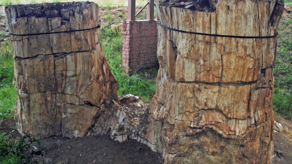 Unraveling the Mysteries of Earth's First Forests: A Journey Through Time