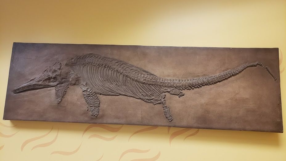 The Real Story Behind the 'Sea Monsters' of the Jurassic Period