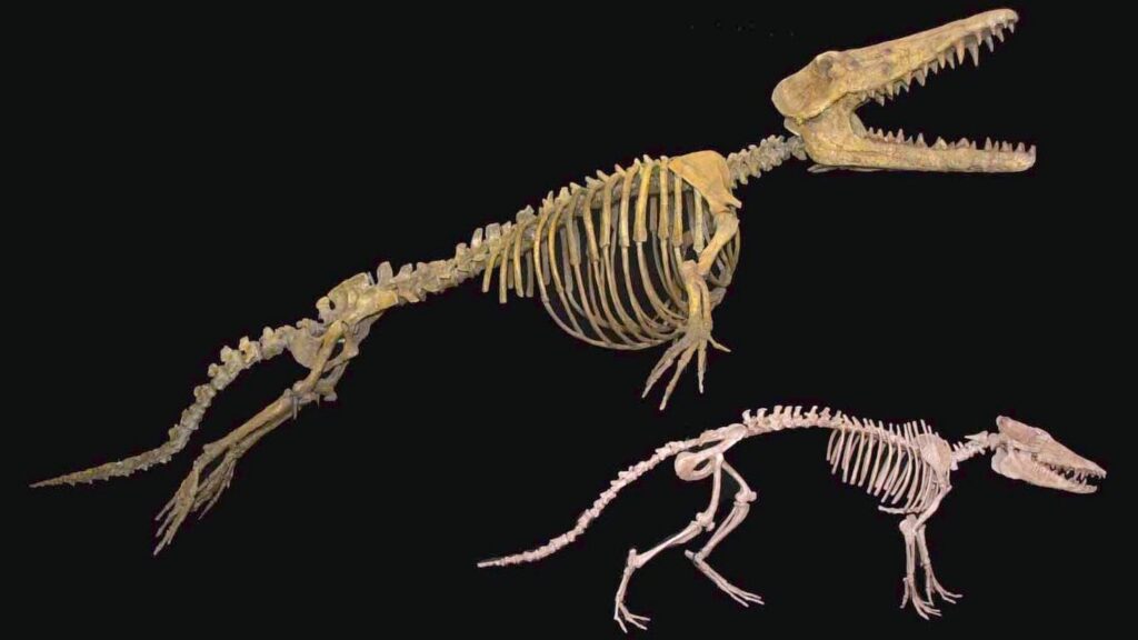 8 Incredible Fossil Discoveries That Changed Paleontology Forever