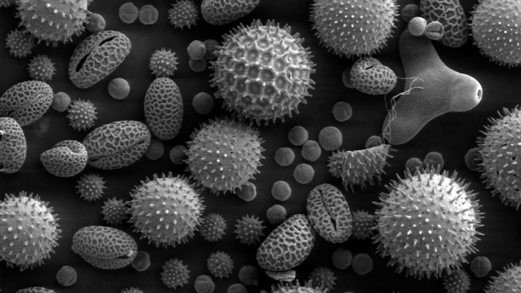 9 Marvelous Microfossils That Unlocked Secrets of Ancient Earth