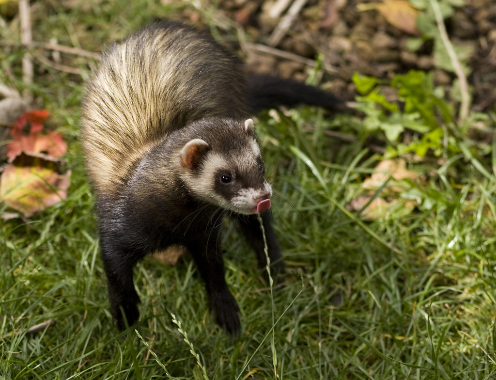 Invasive ferrets removed from an island in a world-first