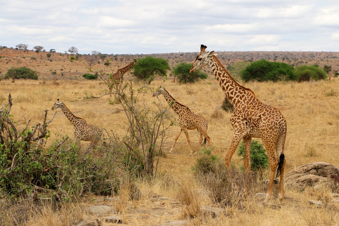 Exploring giraffe-human conflict in Kenya