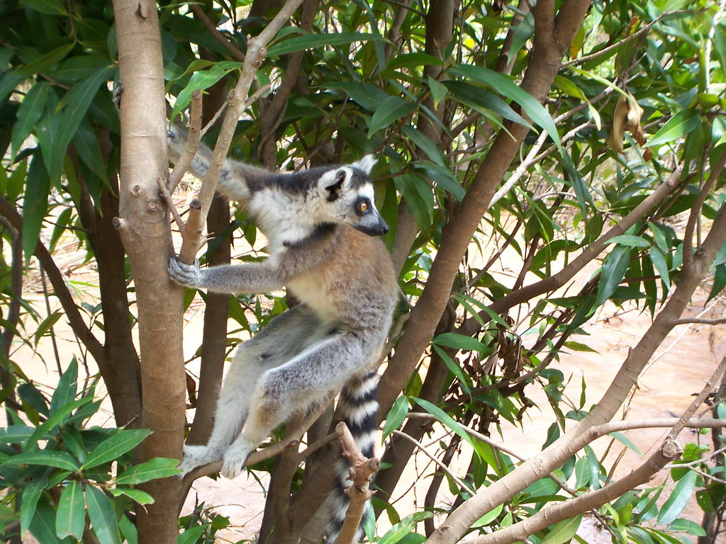 A reforestation corridor in Madagascar offers a future for lemurs and locals