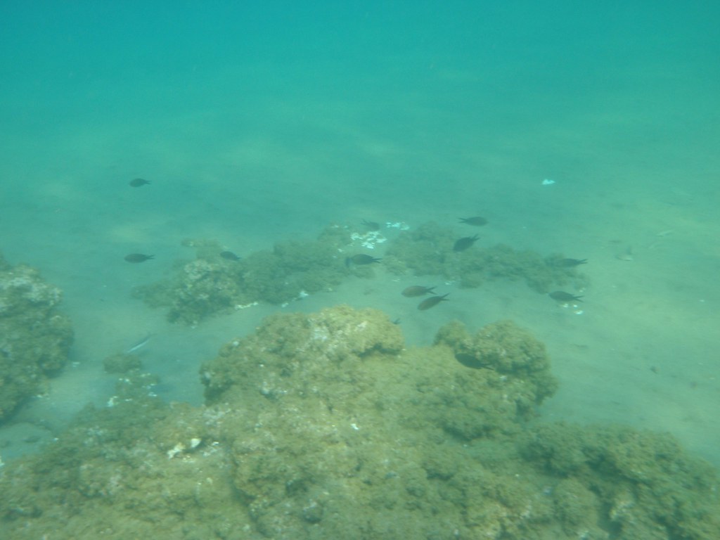 Deep-sea wildernesses are more important than the promise of seafloor mining (analysis)