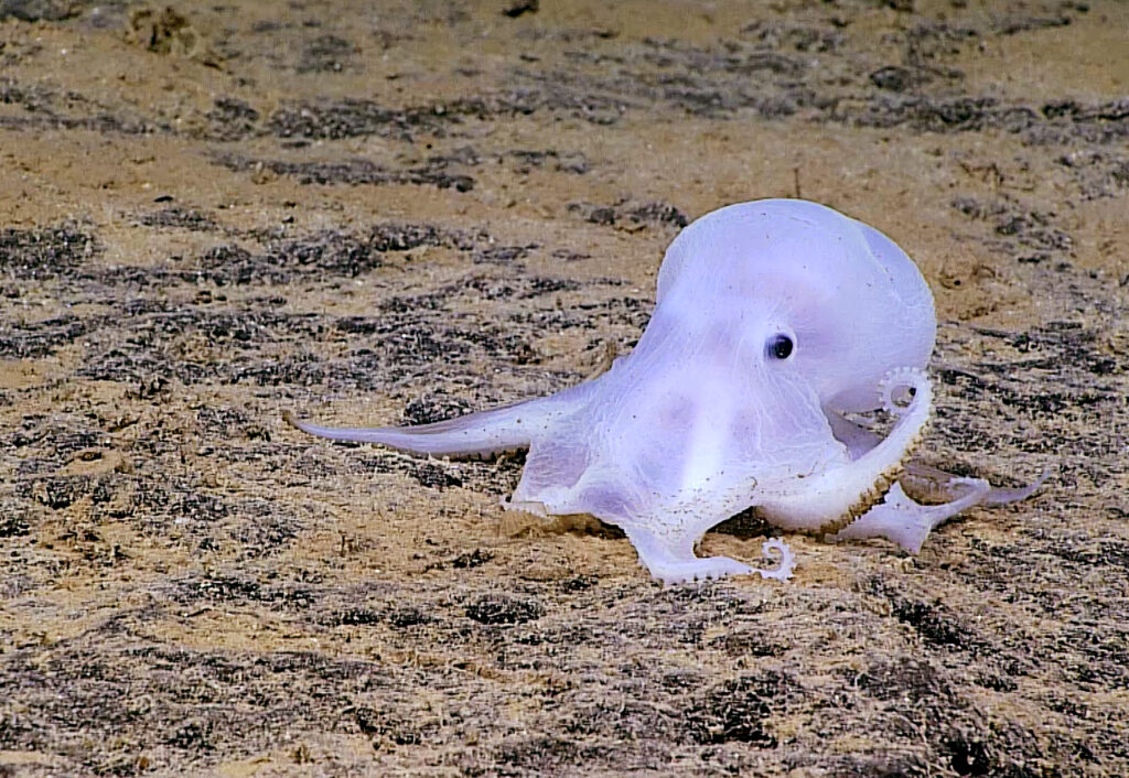 This ghost octopus is facing a new threat