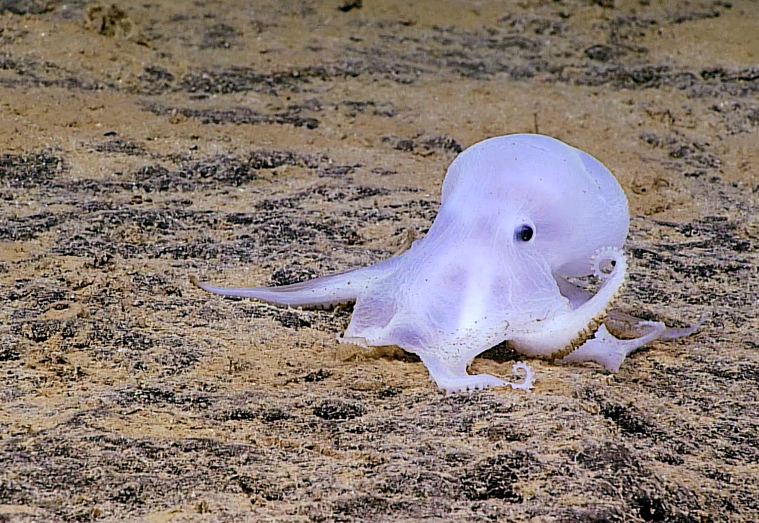 This ghost octopus is facing a new threat