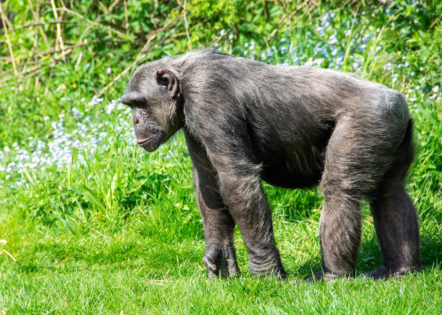 Defying conflict to track the world’s rarest chimpanzees