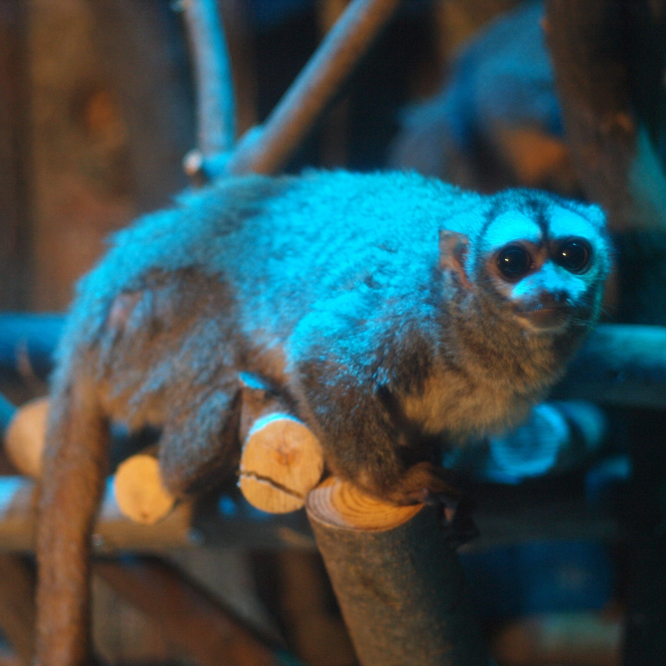 Colombia’s main river redraws the map of little-known night monkeys