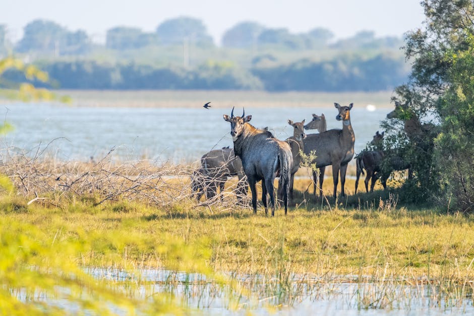 Wildlife Management and Conservation and the Animal Rights Philosophy