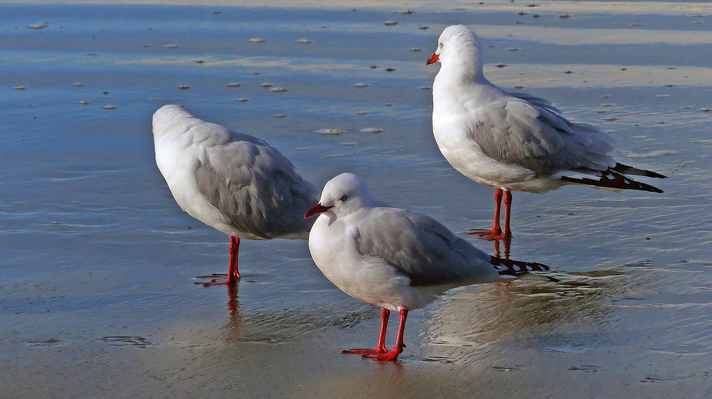 North American bird populations are declining