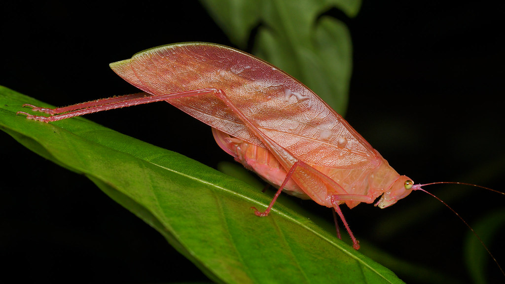 Researchers find ‘remarkable’ hot-pink insect in Panama rainforest