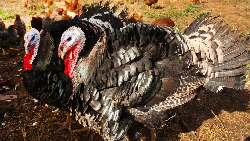 The Dinosaur-Bird Connection: Unraveling Evolution's Greatest Transformation