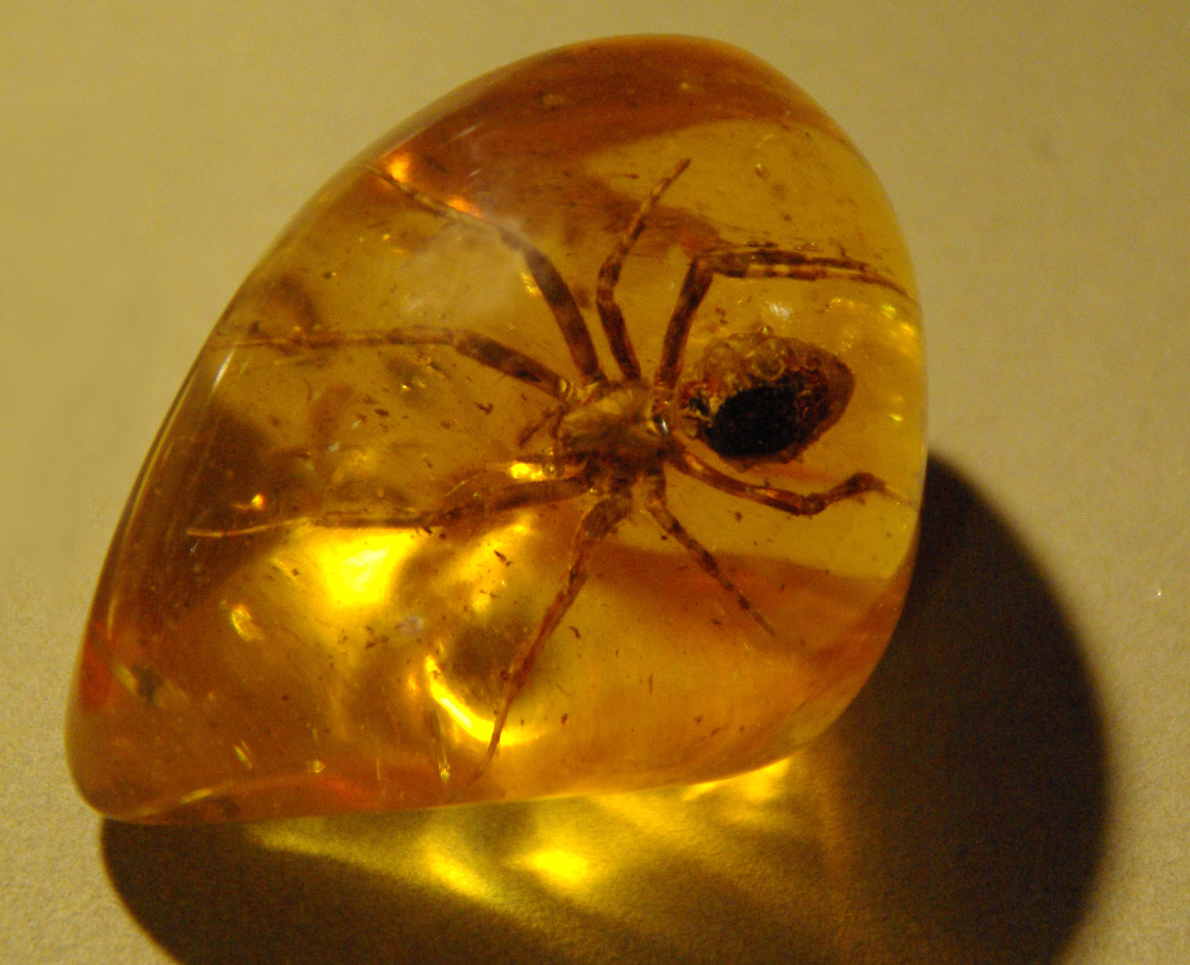 35-Million-Year-Old Mystery: Strange Arachnid Discovered Preserved in Amber