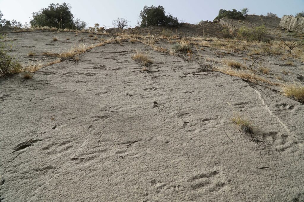 Extraordinary Discovery: First-Ever Mixed-Species Dinosaur Herd Tracks Found in Canada