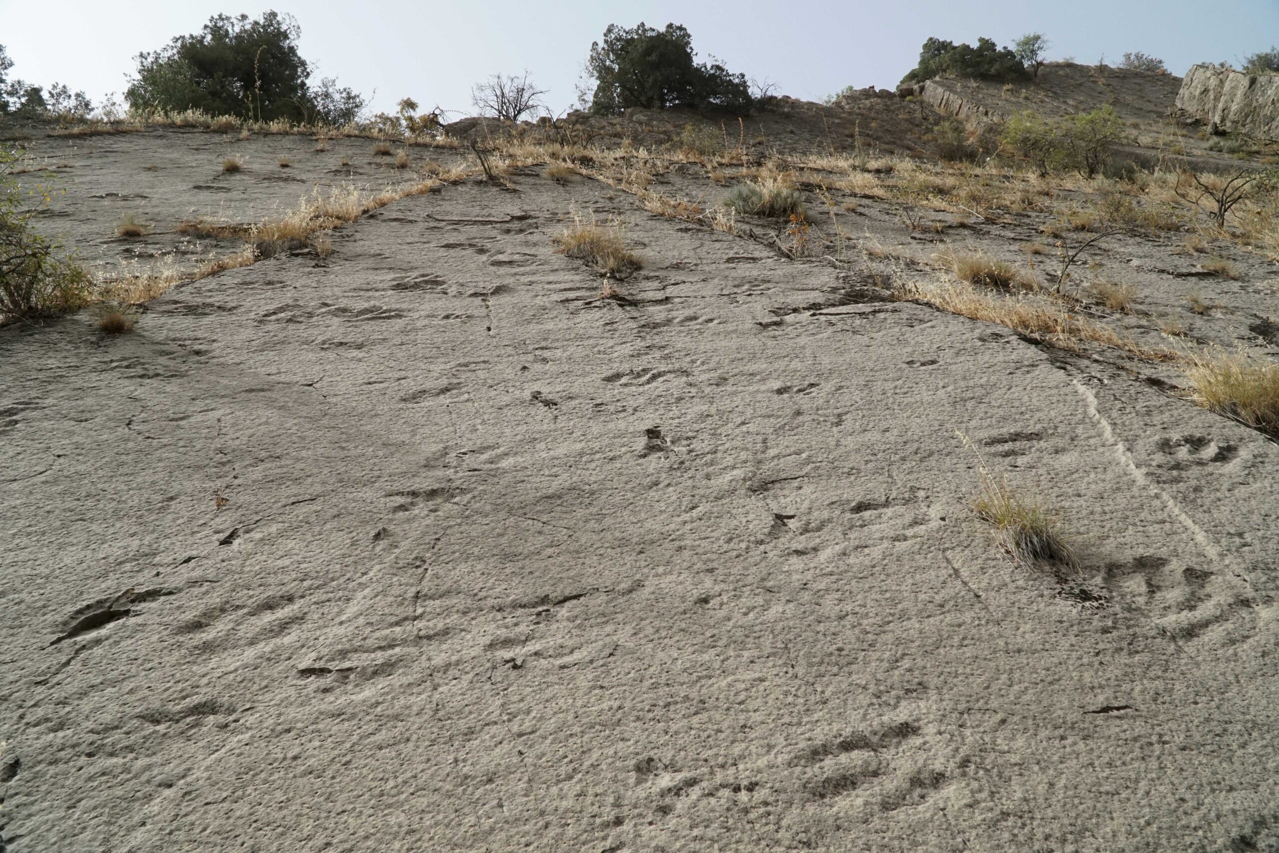Extraordinary Discovery: First-Ever Mixed-Species Dinosaur Herd Tracks Found in Canada