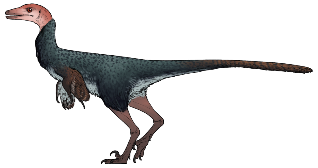 Thick-Skulled Troodontid Dinosaur Unearthed in Mexico