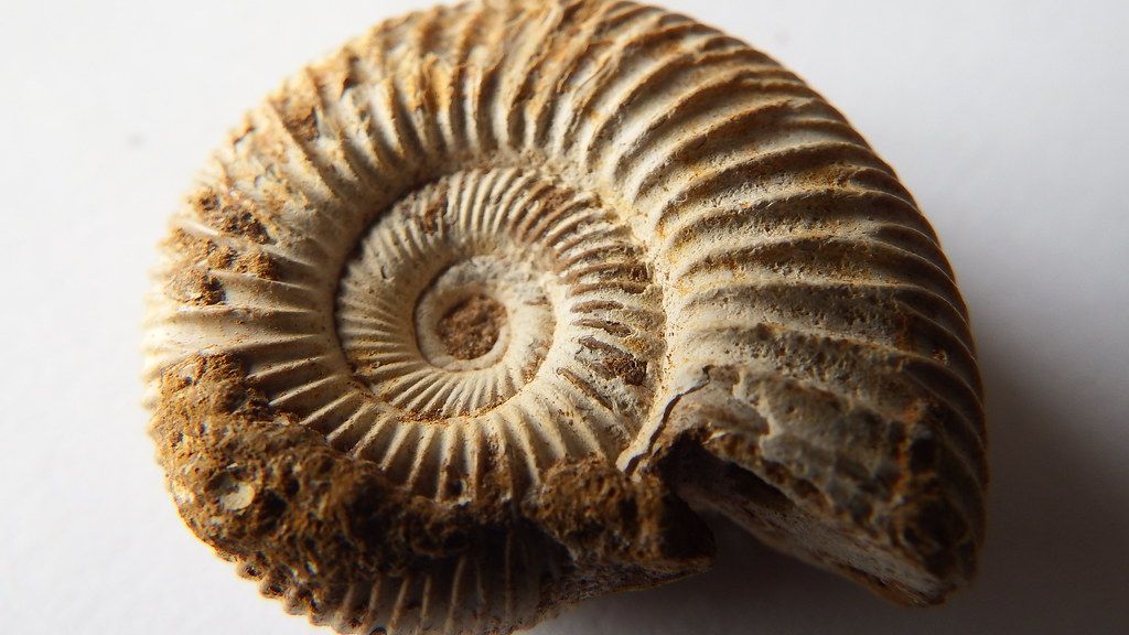 Why Are Seashells Found on the Highest Mountains on Earth?