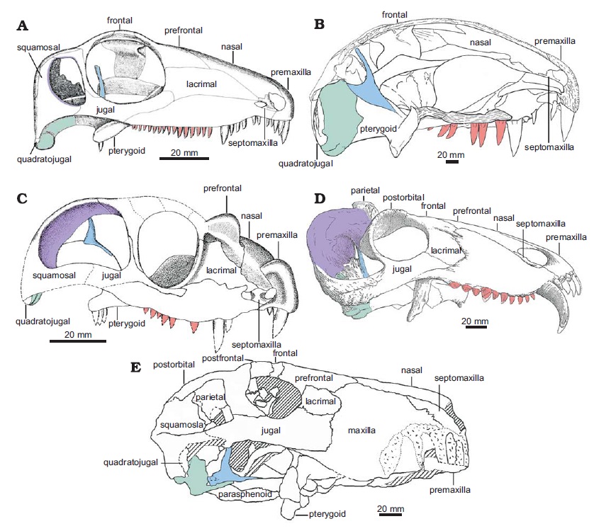 Trophic ecology outweighed intrinsic constraints in shaping skull evolution of carnivorous Permian synapsids