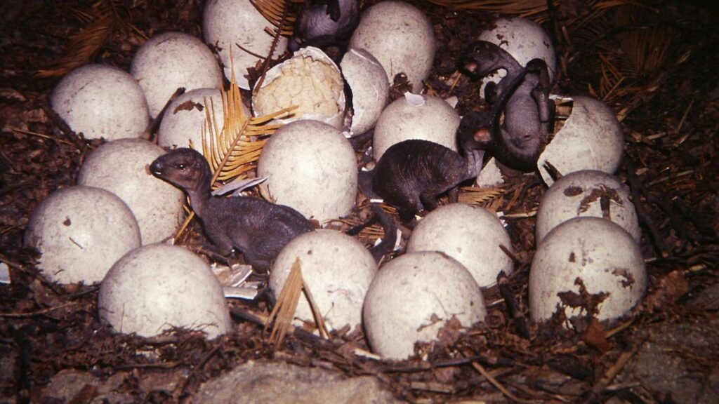 12 Fascinating Facts About Dinosaur Eggs and Their Ancient Nests