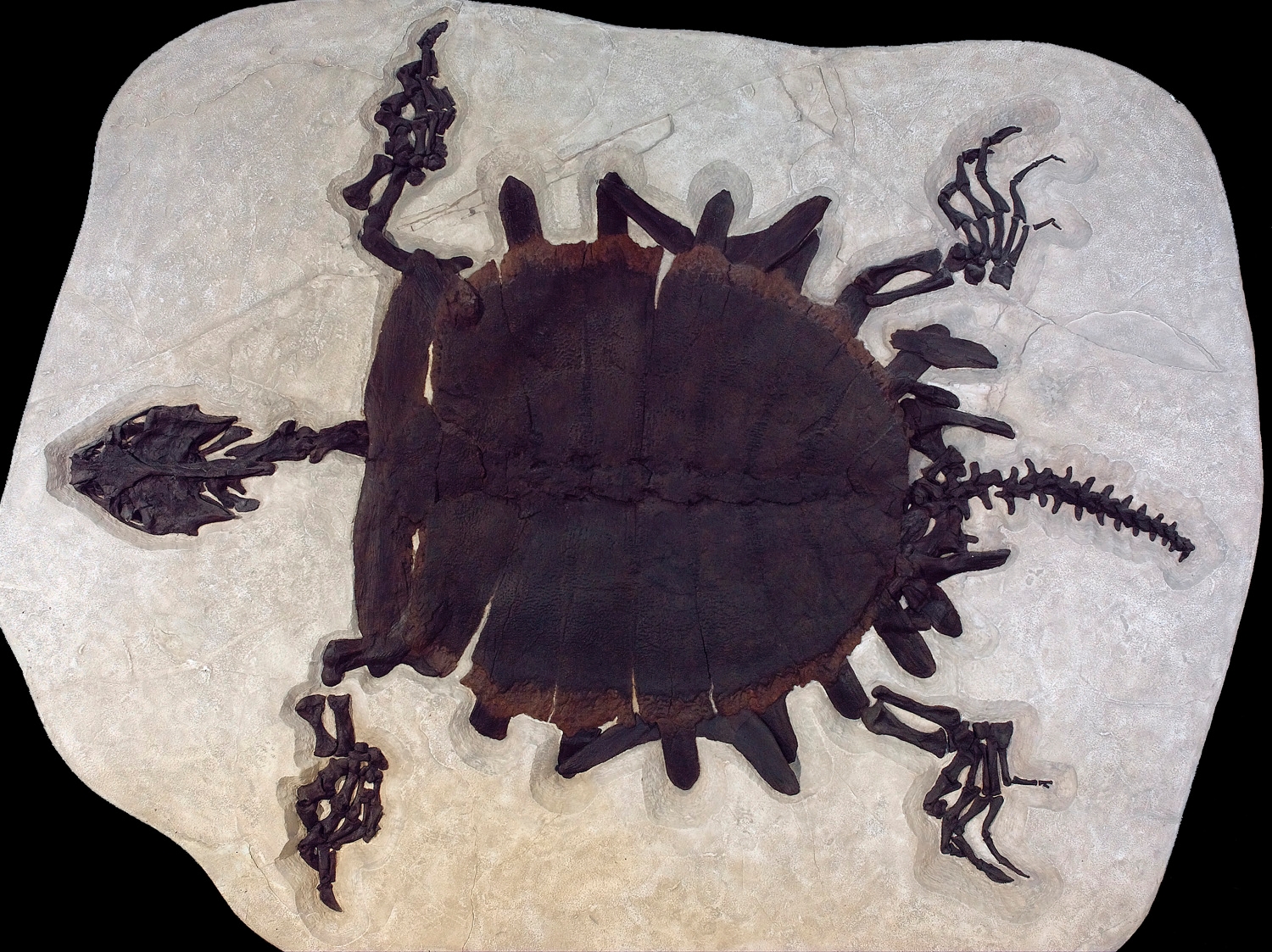 Softshell turtles in Miocene Poland: a “tropical” surprise in the north