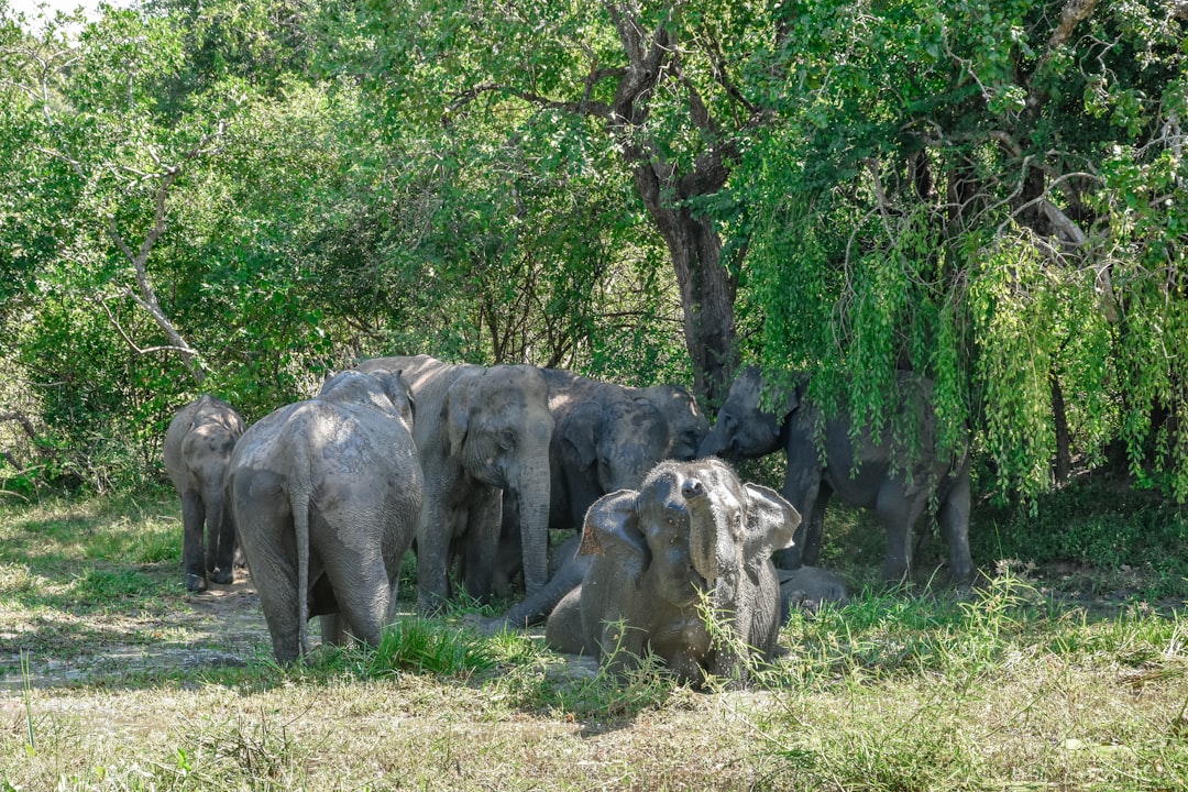 Studying the world’s largest gathering of forest elephants with sound and field observation