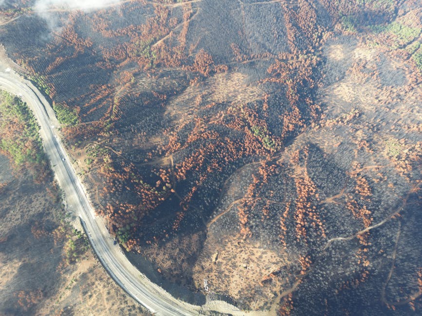 What the grim outlook for Alpine Ash forests tell us about forestry dogma (commentary)