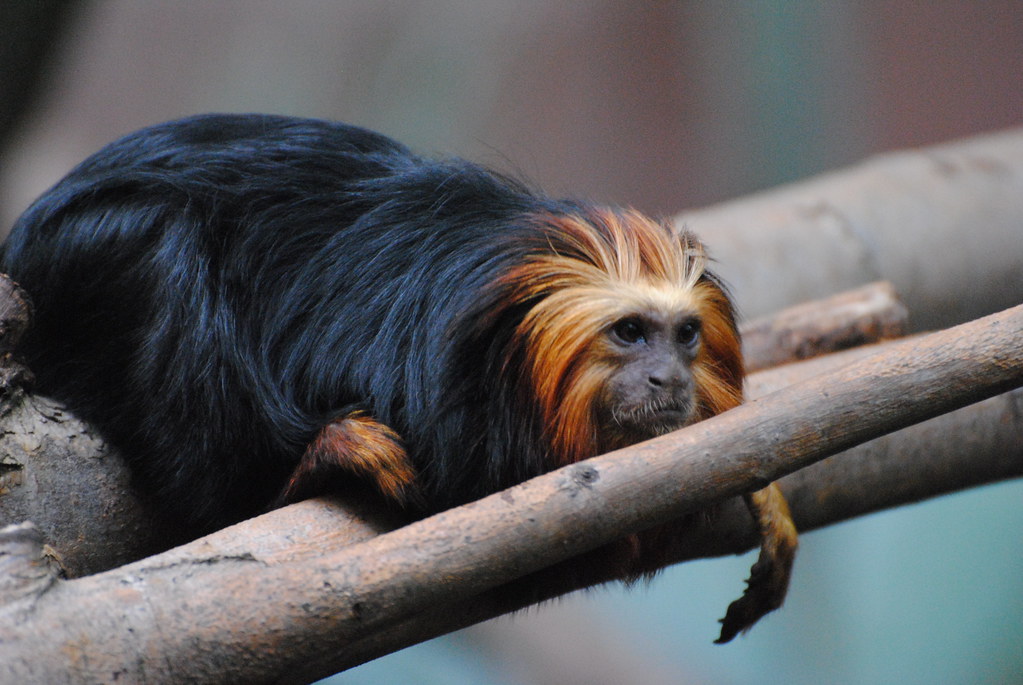 Rehab center opens for Brazil’s golden-headed lion tamarins amid urban sprawl threat