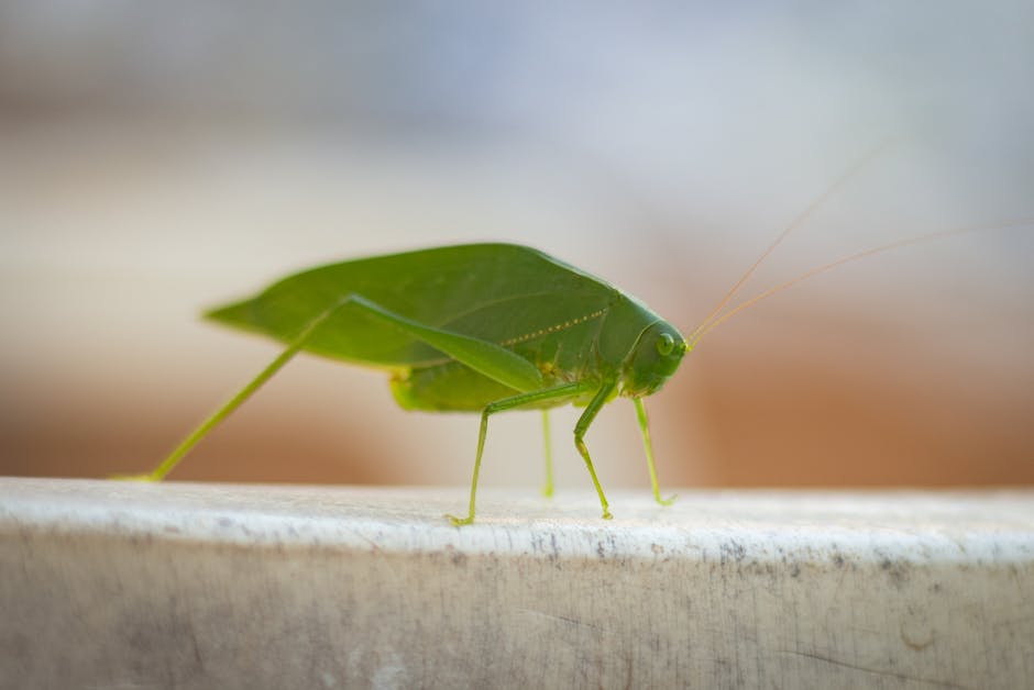 Thomas J. Walker studied the songs of crickets and katydids