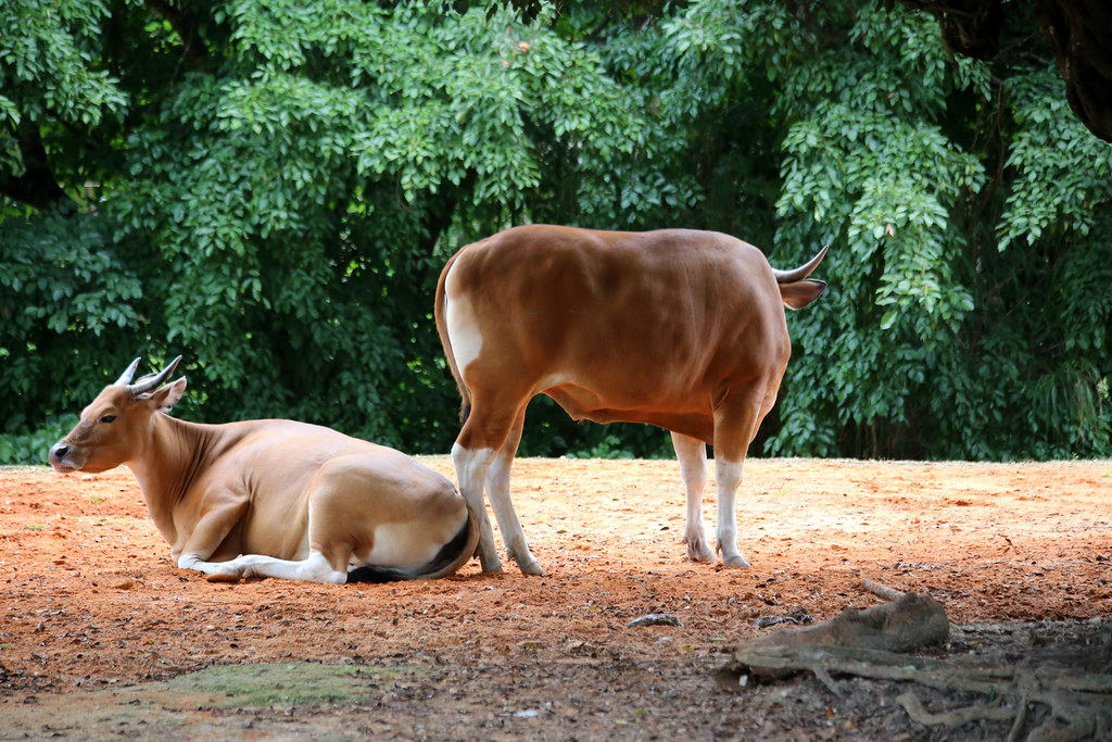 Community-led ecotourism protects rebounding wild cattle in Thailand