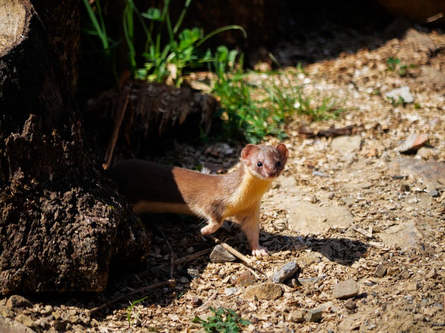 A tiny predator from ancient Spain just doubled the weasel family's evolutionary timeline