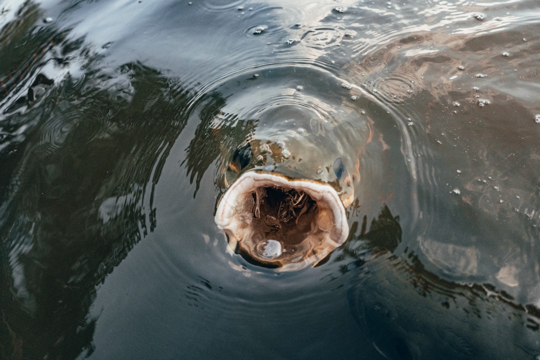 From carp to hippos, 43% of large freshwater animal species spread far beyond native ranges