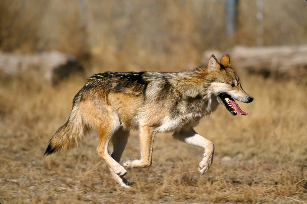 Mexican wolves return to Durango after a half century