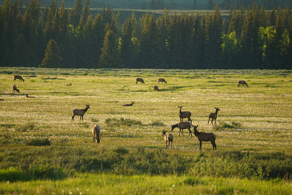 Press Release: Louisiana Wildlife Federation Joins Lawsuit to Take ‘God Squad’ to Court