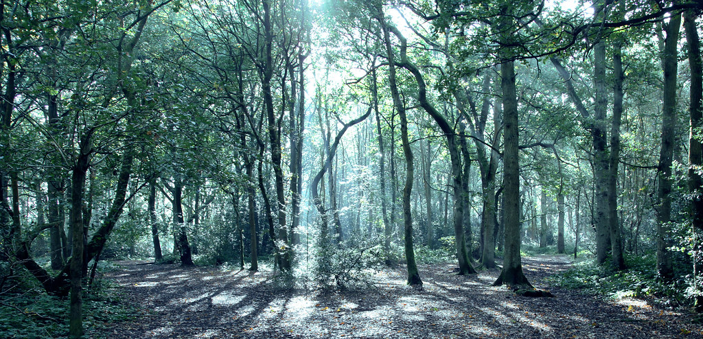 Listening to forests reveals signs of recovery beyond tree cover