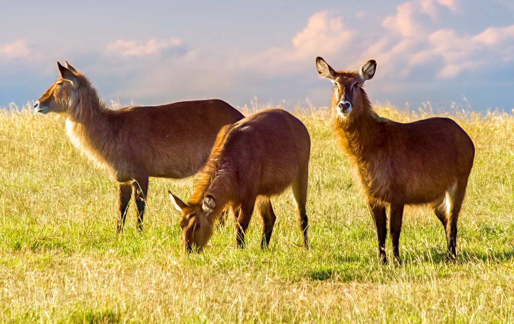 Connecting Wildlife Science, Communities and Conservation