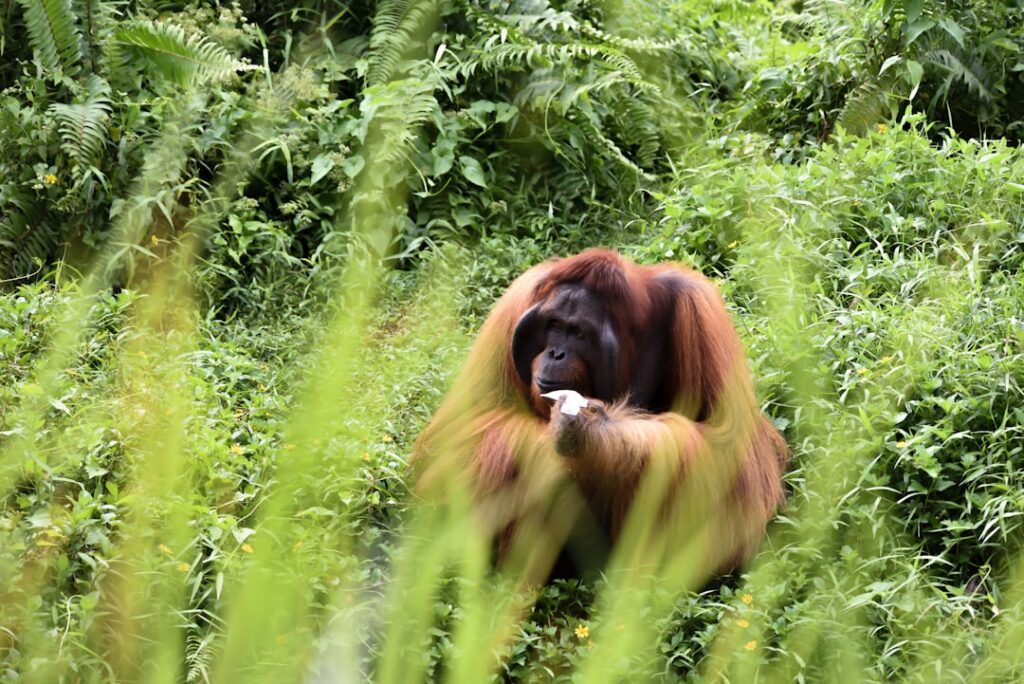 See an orangutan, take a photo, earn some money: A viable conservation model?