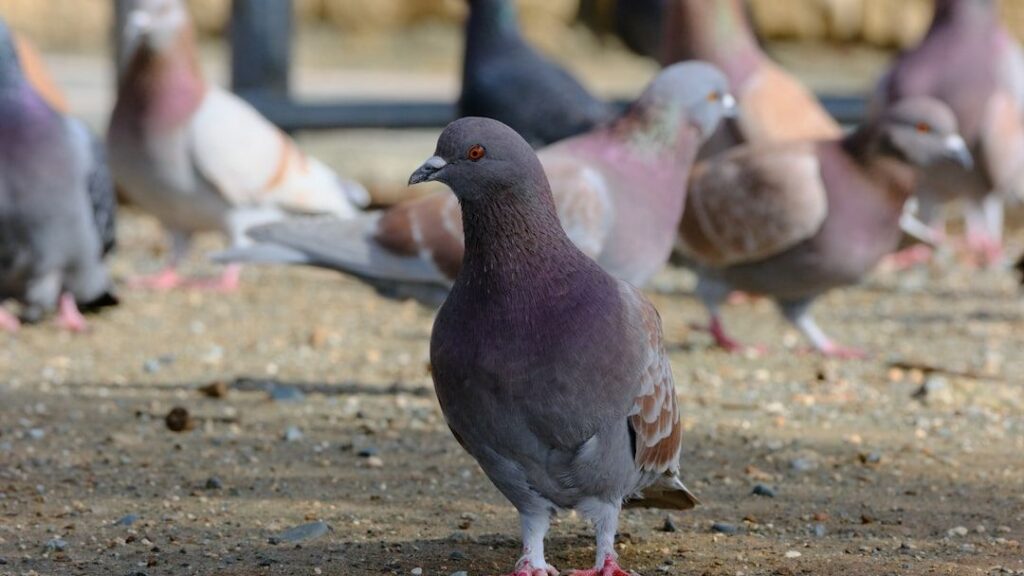 Modern Birds Are Direct Descendants of Ancient Avian Dinosaurs