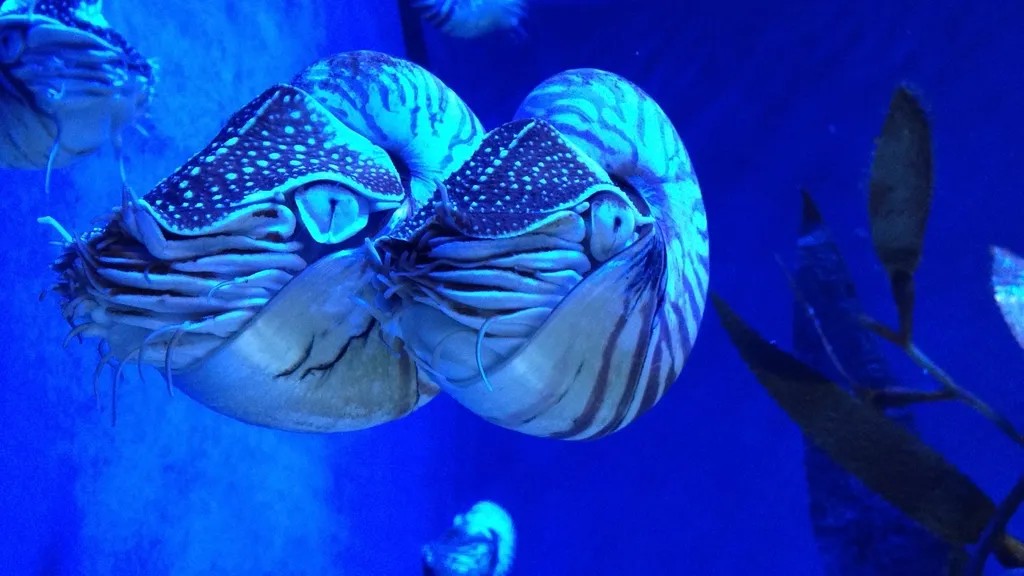 Which 5 Zodiac Signs Are as Resilient and Unwavering as a Prehistoric Nautilus?