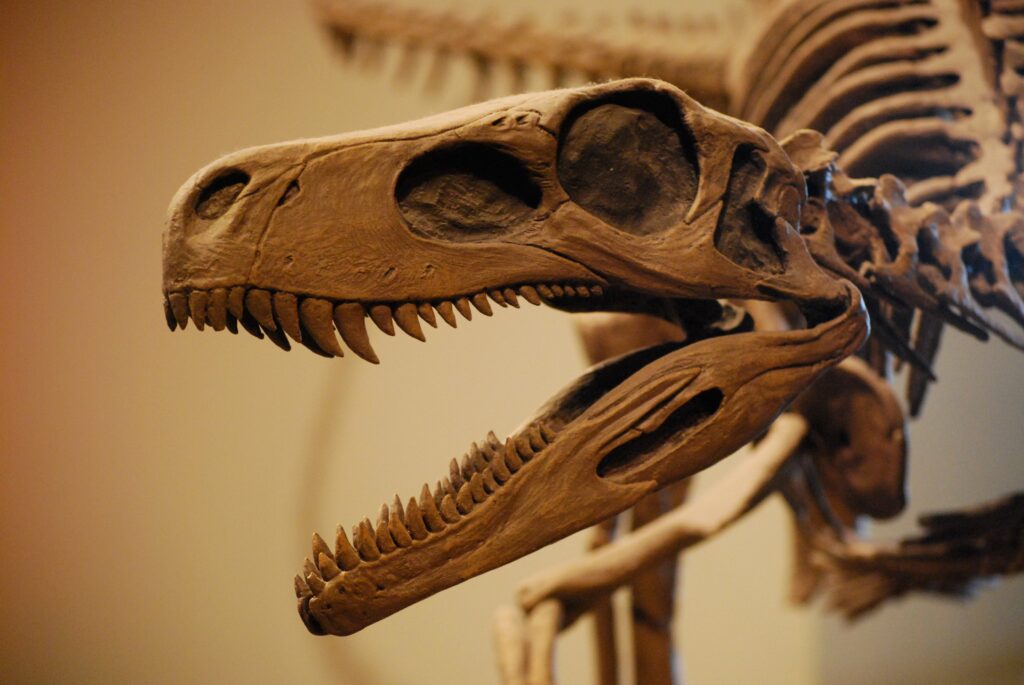 Virginia Tech student identifies new meat-eating dinosaur three times older than T. rex